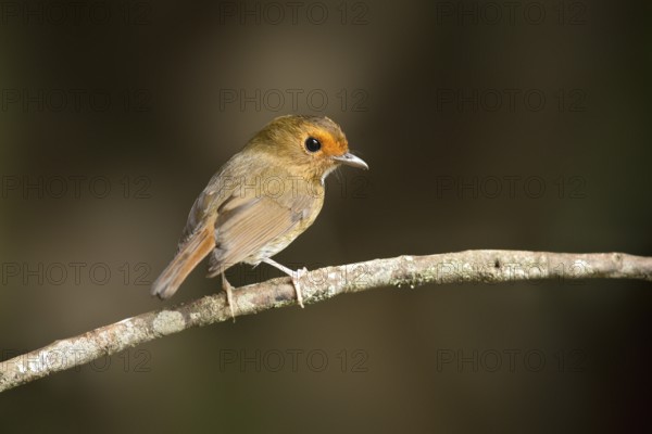 Rufous-browed Flycatcher (Anthipes solitaris), Pahang, Malaysia