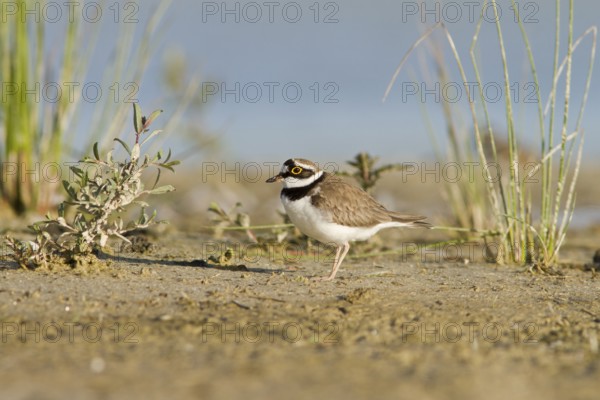 Little Ringed Plover (Charadrius dubius), adult on marsh shore, Galicia, Spain