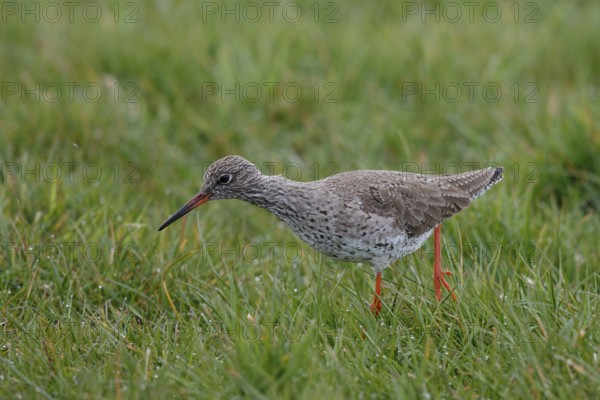 Common Redshank (Tringa totanus), Netherlands