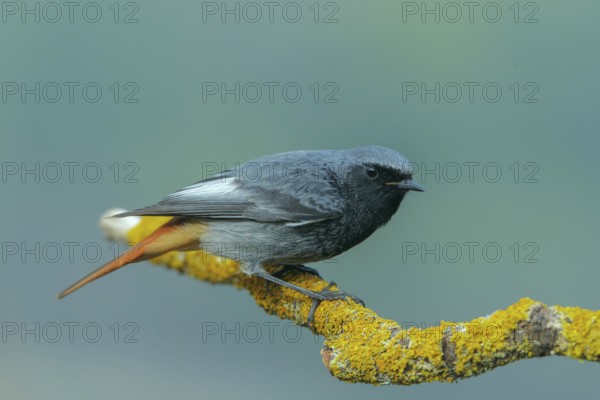 Black Redstart (Phoenicurus ochruros) male, Abruzzo, Italy
