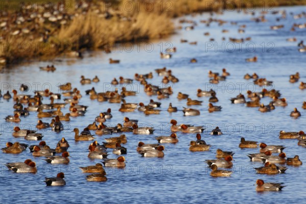 Eurasian Wigeon (Mareca penelope) group, Netherlands
