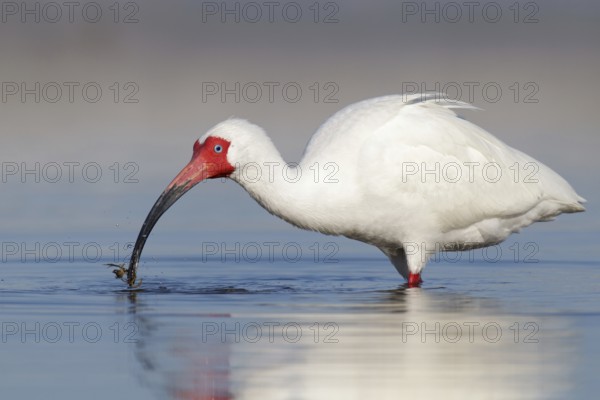 American White Ibis (Eudocimus albus), Florida, USA