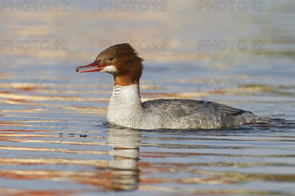 Common Merganser (Mergus merganser) female, Mecklenburg-Western Pomerania, Germany