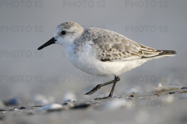 Sanderling (Calidris alba), Sanderling, Altvogel im Schlichtkleid, am Strand der Ostsee, auf Nahrungssuche am Spuelsaum, Oktober, Prerow, Nationalpark Vorpommersche Boddenlandschaft, Mecklenburg-Vorpommern, Ostsee, Deutschland