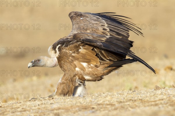 Griffon Vulture (Gyps fulvus) flying, Castile-La Mancha, Spain