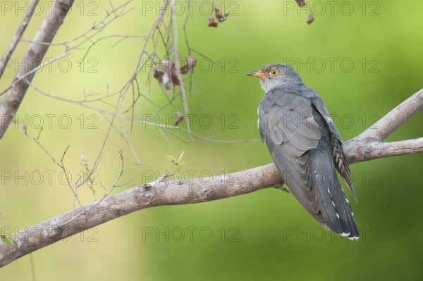 African Cuckoo (Cuculus gularis), Mpumalanga, South Africa