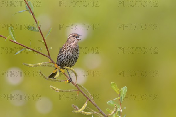 Red-winged Blackbird (Agelaius phoeniceus) female, Washington, USA
