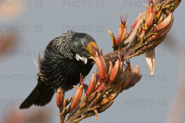 Tui on flax flowers