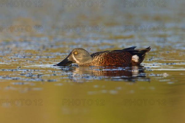 Australasian Shoveler (Spatula rhynchotis) male, Victoria, Australia