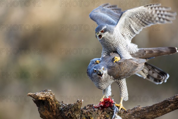 Northern Goshawk (Accipiter gentilis) pair mating, Zaragoza, Spain