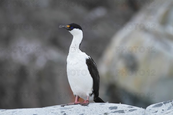 Antarctic Shag, Leucocarbo bransfieldensis, Antarctica, Petermann Island