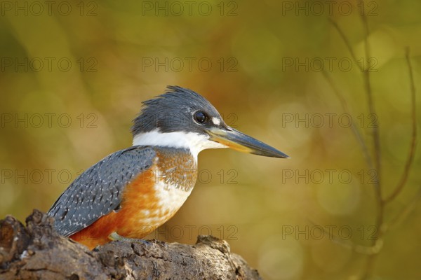 Wildlife Brazil, river bird. Ringed Kingfisher, Megaceryle torquata, blue and orange bird sitting on the tree branch, bird in the nature habitat, Baranco Alto, Pantanal, Brazil