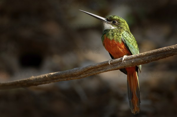 Rufous-tailed Jacamar, Galbula ruficauda, green and orange bird with long bill sitting on the tree branch, bird in the nature habitat, Baranco Alto, Pantanal, Brazil. Wildlife scene from river