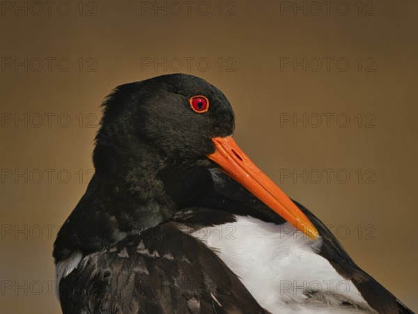 Eurasian Oystercatcher (Haematopus ostralegus), Schleswig-Holstein, Germany