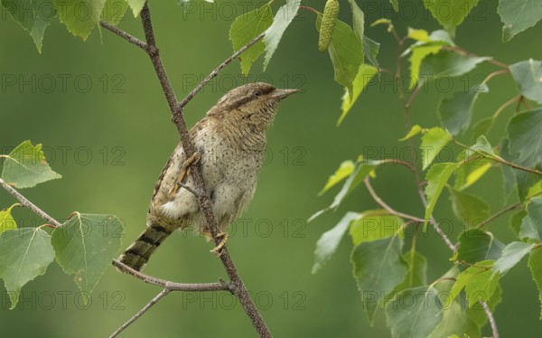 Wendehals (Jynx torquilla)
