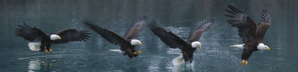 Bald Eagle (Haliaeetus leucocephalus) catching fish, Alaska, USA, composite image