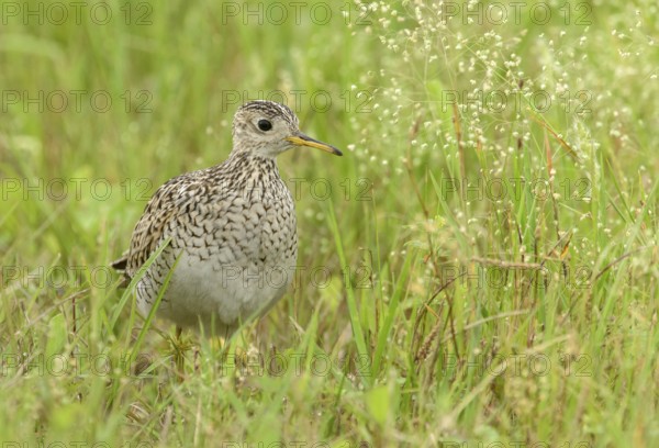 Upland Sandpiper (Bartramia longicauda) perched in a meadow, Texas, USA