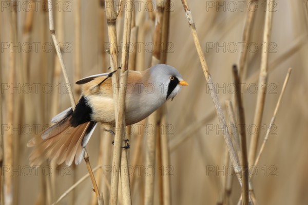 Bearded Reedling (Panurus biarmicus) male perched in reedbed, Mecklenburg-Western, Pomerania, Germany