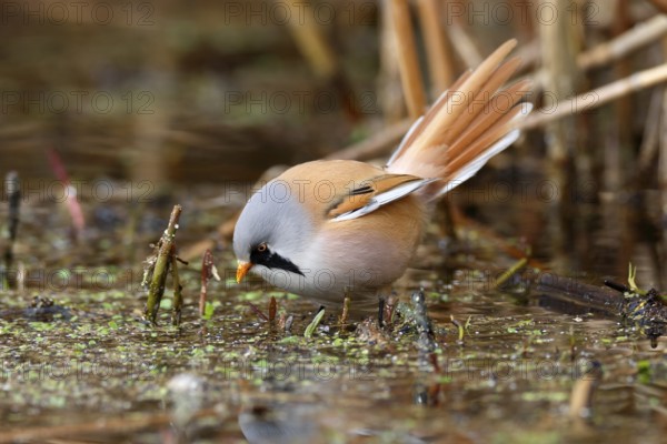 Bearded Reedling (Panurus biarmicus) male foraging in reedbed, Mecklenburg-Western, Pomerania, Germany