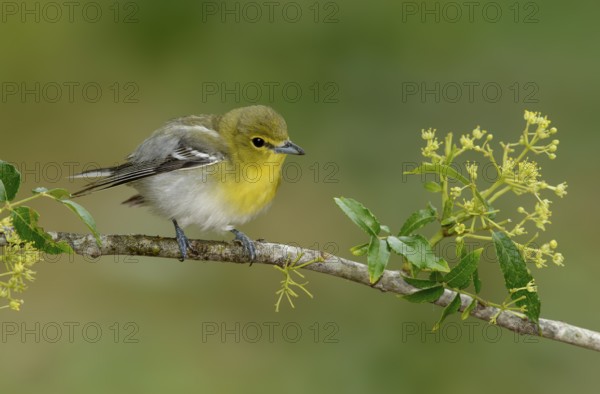 Yellow-throated Vireo (Vireo flavifrons), Texas, USA