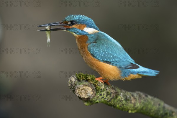 Common Kingfisher (Alcedo atthis) male perched on a branch with a fish in its beak, Lower Saxony, Germany