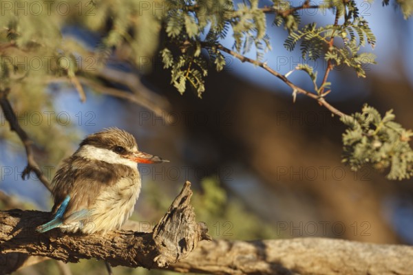 Striped Kingfisher (Halcyon chelicuti), Northern Cape, South Africa