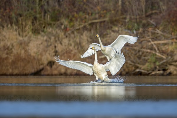 Whooper Swan (Cygnus cygnus), Saxony-Anhalt, Germany