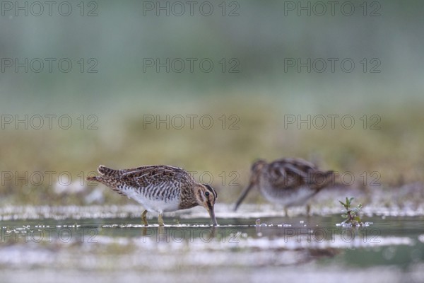 Common Snipe (Gallinago gallinago) foraging, North Rhine-Westphalia, Germany
