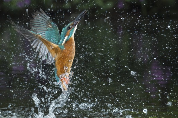 Common Kingfisher (Alcedo atthis) male fishing, Lower Saxony, Germany
