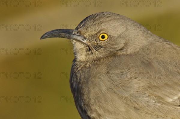 Curve-billed Thrasher (Toxostoma curvirostre), Arizona, USA