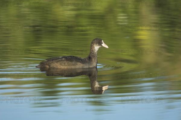 Eurasian Coot (Fulica atra) juvenile, Castile-La Mancha, Spain