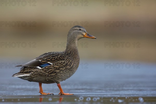Mallard (Anas platyrhynchos) female, Grisons, Switzerland