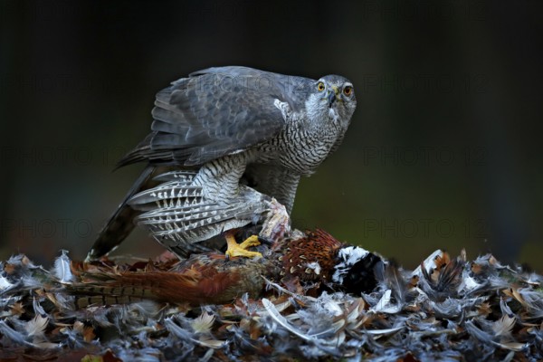 Bird bahaviour, wildlife scene from nature. Goshawk with killed Common Pheasant on the moss in green forest, bird of prey in the nature habitat, Germany. Hawk predator with catch