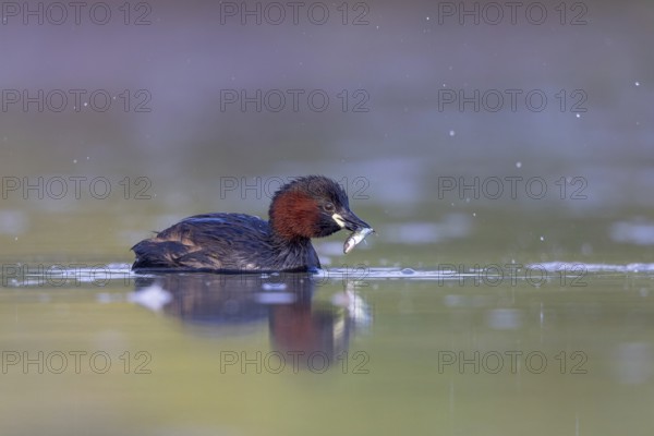 Little Grebe (Tachybaptus ruficollis) with fish prey in its beak, North Rhine-Westphalia, Germany