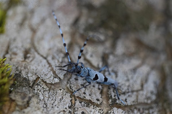 Rosalia Longicorn (Rosalia alpina) close-up on tree trunk, Bavaria, Germany