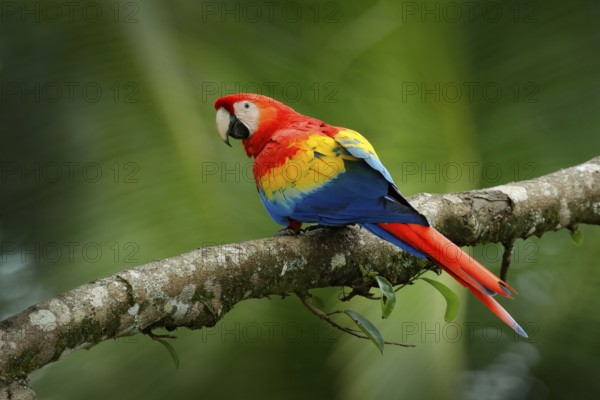 Red parrot Scarlet Macaw, Ara macao, bird sitting on the branch, Brazil. Wildlife scene from tropical forest. Beautiful parrot on tree freen tree in nature habitat