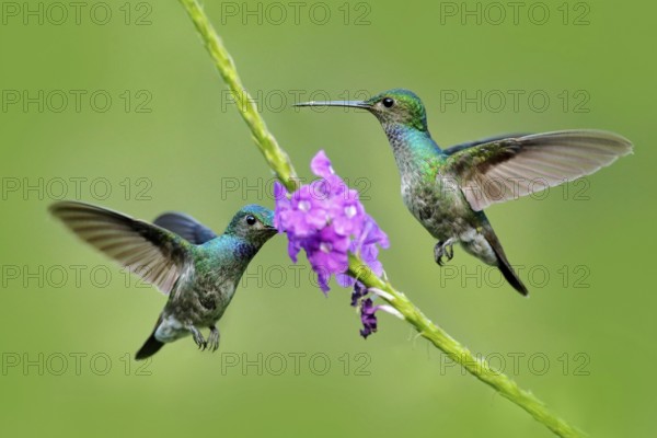 Amazilia decora, Charming Hummingbird, bird feeding sweet nectar from flower pink bloom. Hummingbird behaviour in tropic forest, nature habitat in Corcovado NP, Costa Rica. Two bird in fly, wildlife
