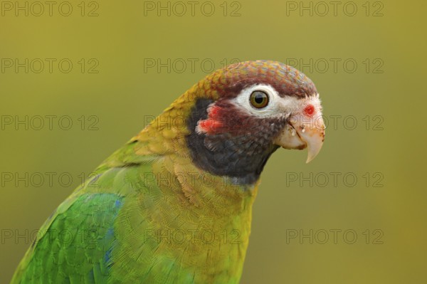 Detail of parrot head. Brown-hooded Parrot, Pionopsitta haematotis, portrait of light green parrot with brown head. Detail close-up portrait of bird from Central America. Wildlife scene from tropical nature