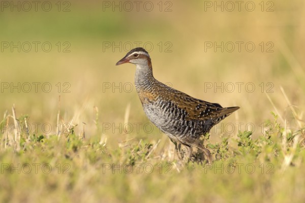 Buff-banded Rail (Gallirallus philippensis) female, Victoria, Australia