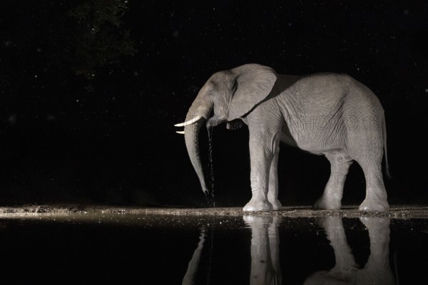 African elephant (Loxodonta africana) lonely bull drinking at waterhole at night, South Africa