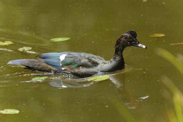 Adulte männliche Moschusente (Cairina moschata)