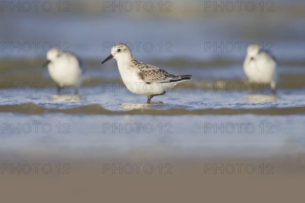 Sanderling (Calidris alba), Donna Nook Nature Reserve Norfolk, United Kingdom