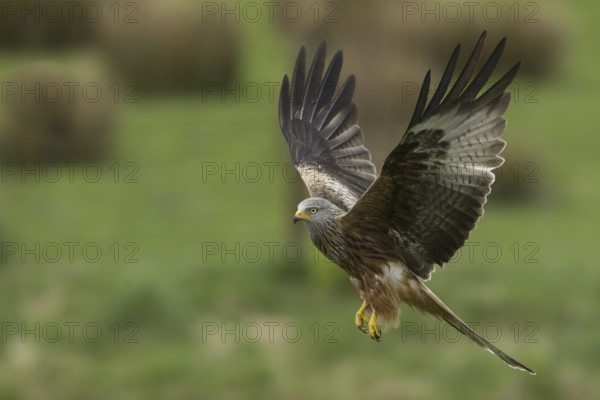 Red Kite (Milvus milvus) flying, United Kingdom
