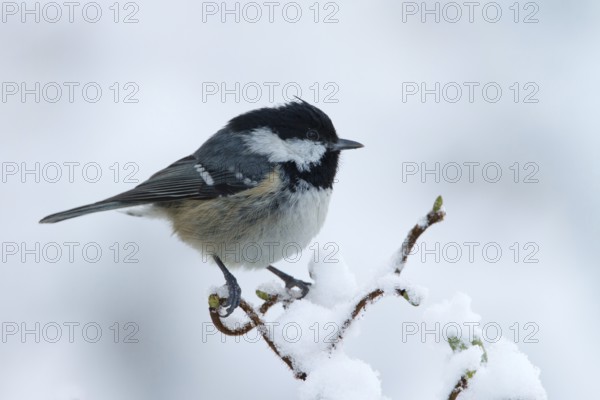 Coal Tit (Periparus ater), Utrecht, Netherlands