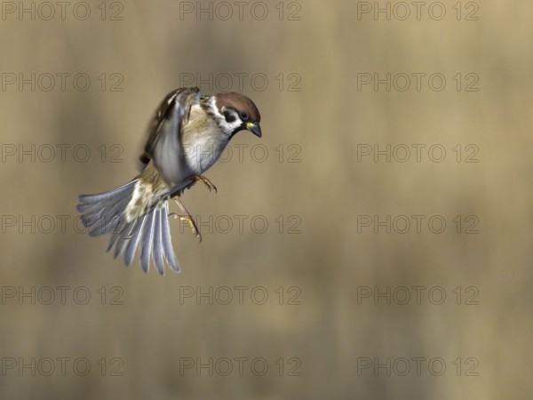 Eurasian Tree Sparrow (Passer montanus) flying, Utrecht, Netherlands