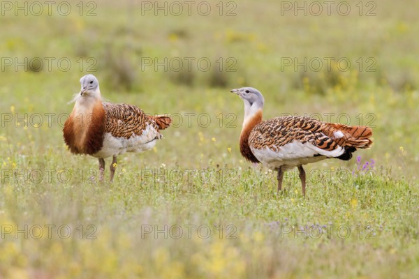 Great Bustard (Otis tarda), Castile, Spain