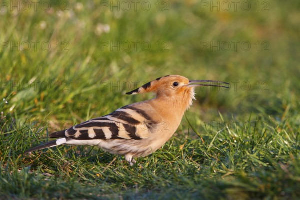 Eurasian Hoopoe (Upupa epops), Hungary