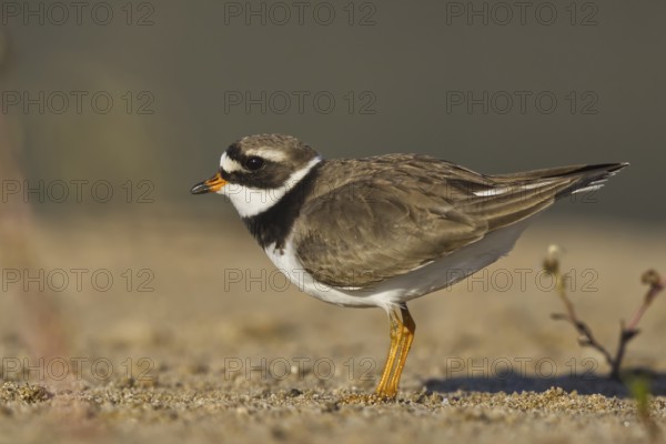 Common Ringed Plover (Charadrius hiaticula) foraging, North Rhine-Westphalia, Germany