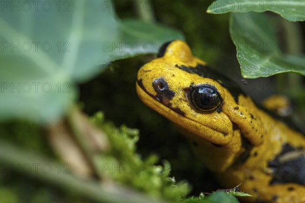 Fire Salamander (Salamandra salamandra bernardezi), endemic subspecies of a few points in north Spain, Oviedo, Spain