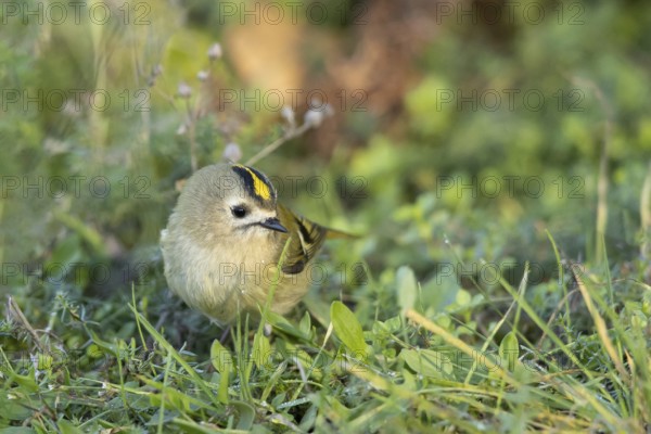 Goldcrest (Regulus regulus), Smaland, Sweden